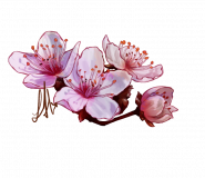 cherry-blossoms-transparent
