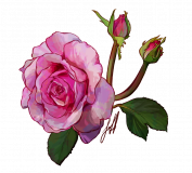 pink-rose-transparent