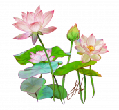 water-lilies-transparent